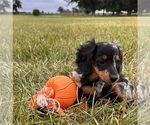 Small #4 Dachshund