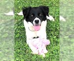 Small Photo #4 Border Collie-Unknown Mix Puppy For Sale in Mount Airy, NC, USA