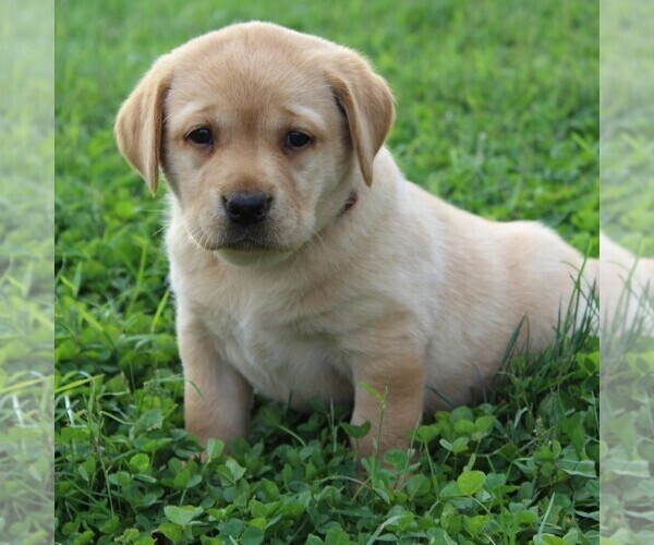 Medium Photo #1 Labrador Retriever Puppy For Sale in GAP, PA, USA