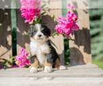 Puppy Minnie Miniature Bernedoodle