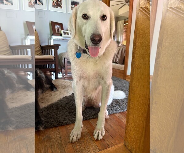 Medium Photo #7 Labrenees Puppy For Sale in Winter Park, CO, USA