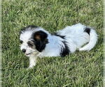 Small #2 Shih Tzu