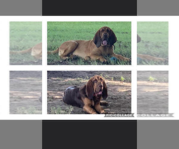 Medium Photo #1 Bloodhound Puppy For Sale in NORMANGEE, TX, USA