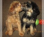 Small Photo #26 Aussie-Poo Puppy For Sale in LINCOLN, AL, USA