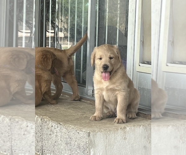 Medium Photo #10 Goldendoodle-Labrador Retriever Mix Puppy For Sale in CAVE CREEK, AZ, USA