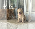 Small #8 Goldendoodle-Labrador Retriever Mix