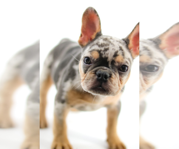 Medium Photo #11 French Bulldog Puppy For Sale in GAINESVILLE, FL, USA