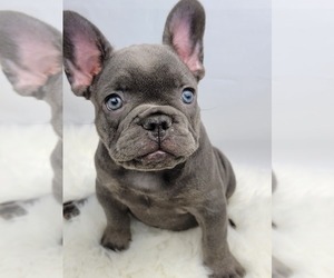 French Bulldog Puppy for sale in BAKERSFIELD, CA, USA