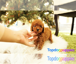 Poodle (Toy) Puppy for sale in FULLERTON, CA, USA