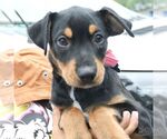 Small #3 Colonial Cocker Spaniel Mix