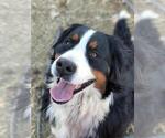 Small Photo #1 Bernese Mountain Dog Puppy For Sale in DELTA, CO, USA