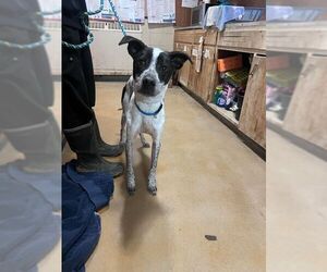 Nash - Male Shepradors Dog for Adoption - Photo #3
