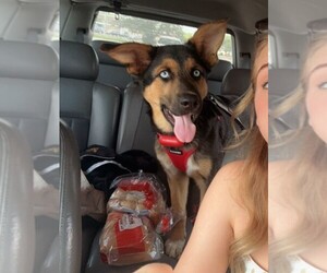 Australian Shepherd-German Shepherd Dog Mix Dog for Adoption in INDIANAPOLIS, Indiana USA