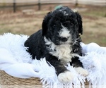 Small #4 Bernedoodle