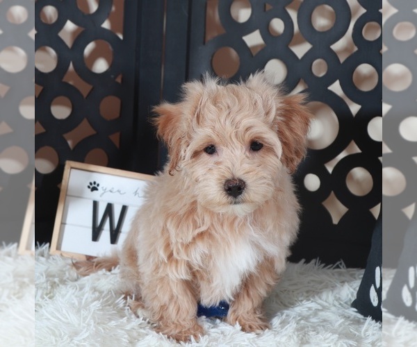 Medium Photo #3 Maltipoo (Miniature) Puppy For Sale in MOUNT VERNON, OH, USA