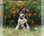 Puppy Chedder Border Collie-Bordoodle Mix