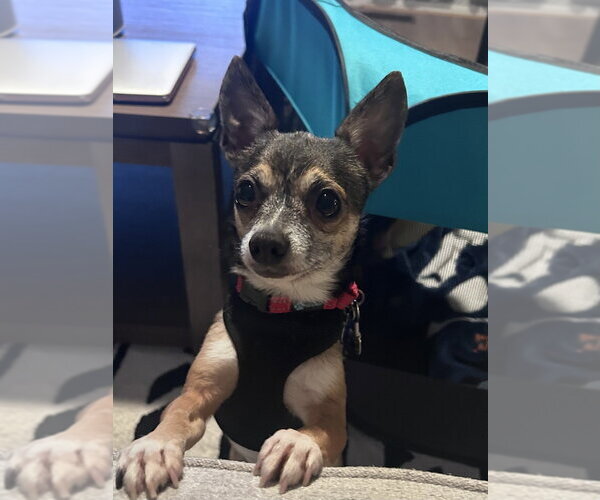 Medium Photo #6 Chihuahua Puppy For Sale in Mundelein, IL, USA