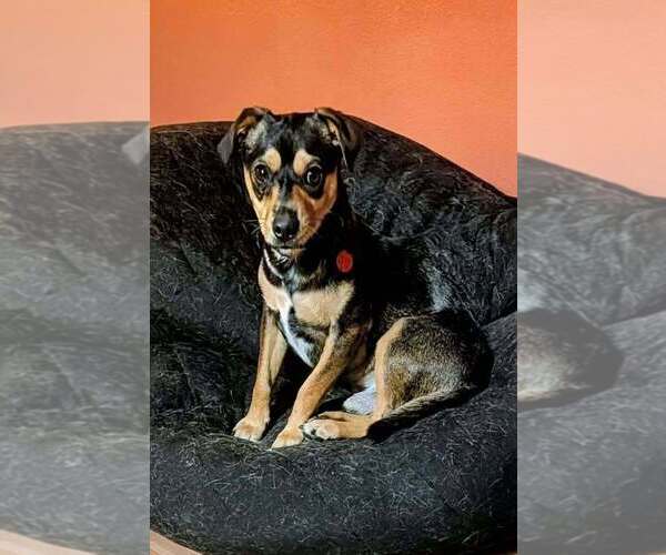 Medium Photo #2 Chihuahua-Unknown Mix Puppy For Sale in Bellingham, WA, USA