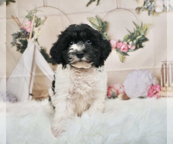 Medium Photo #3 Schnoodle (Miniature) Puppy For Sale in WARSAW, IN, USA