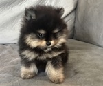 Small #2 Pomeranian