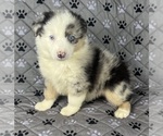 Small Photo #43 Australian Shepherd Puppy For Sale in SALISBURY, NC, USA