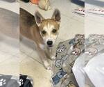 Small #4 Shiba Inu Mix