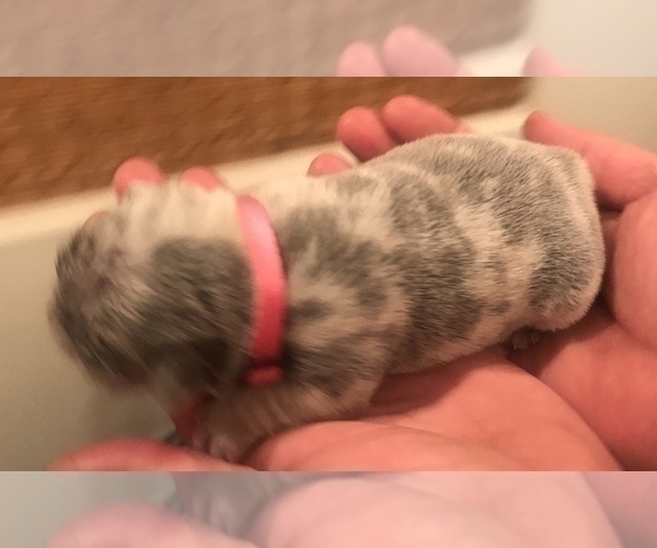 Medium Photo #11 French Bulldog Puppy For Sale in PLACERVILLE, CA, USA