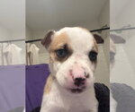 Small #2 Catahoula Leopard Dog-Mountain Cur Mix