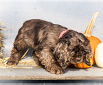 Small Photo #7 Cocker Spaniel Puppy For Sale in WAKARUSA, IN, USA