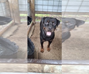 Father of the Rottweiler puppies born on 08/12/2026