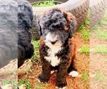Image preview for Ad Listing. Nickname: Litter of 4