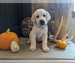 Small Photo #1 Labrador Retriever Puppy For Sale in HUTCHINSON, KS, USA