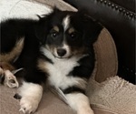 Small #9 Miniature Australian Shepherd