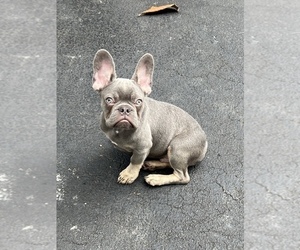 French Bulldog Puppy for Sale in DEERFIELD BEACH, Florida USA