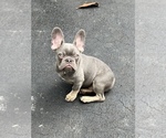 Small Photo #1 French Bulldog Puppy For Sale in DEERFIELD BEACH, FL, USA