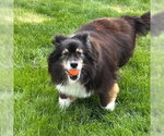 Small #1 Australian Shepherd Mix