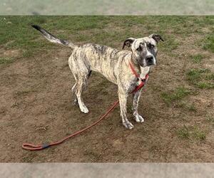 Mutt Dogs for adoption in Bakersfield, CA, USA