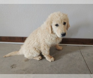 Golden Retriever Puppy for sale in CANON CITY, CO, USA