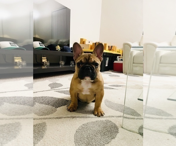 Medium Photo #14 French Bulldog Puppy For Sale in DAVIE, FL, USA