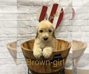Goldendoodle Puppy for Sale in HAYDEN, Alabama USA