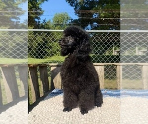 Poodle (Miniature) Puppy for sale in ADAMSVILLE, TN, USA