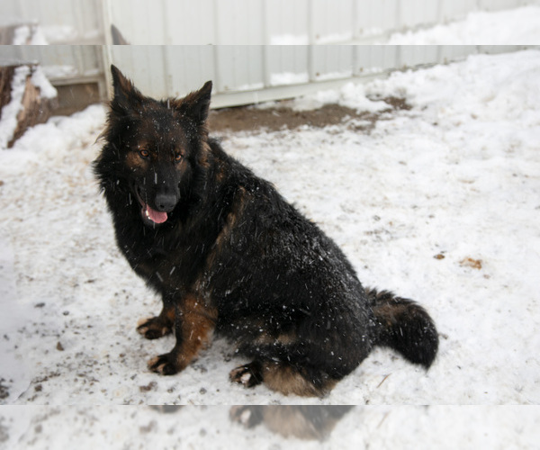 Medium Photo #3 German Shepherd Dog Puppy For Sale in SHIPSHEWANA, IN, USA