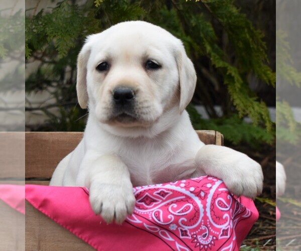 Medium Photo #1 Labrador Retriever Puppy For Sale in MILLERSTOWN, PA, USA