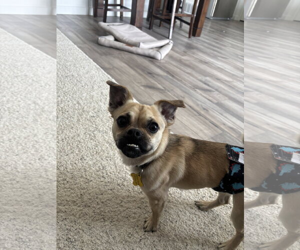 Medium Photo #2 Pug-Unknown Mix Puppy For Sale in Sandy, UT, USA
