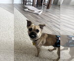 Small #1 Pug Mix
