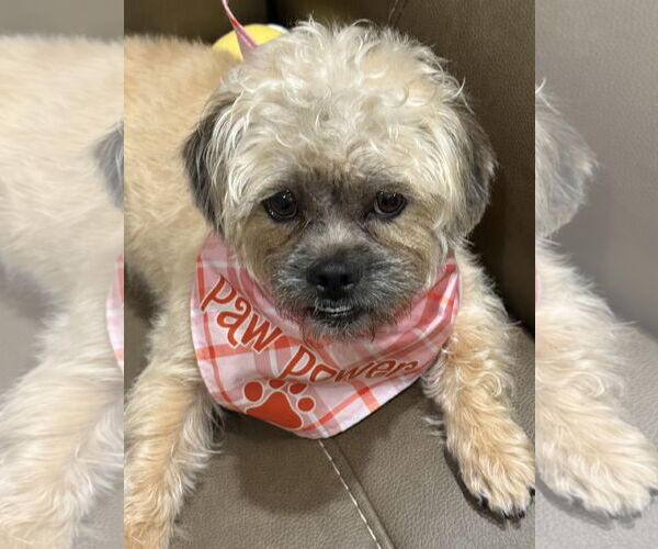 Medium Photo #4 Border Terrier Puppy For Sale in Rosenberg, TX, USA