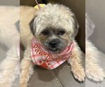 Small #3 Border Terrier