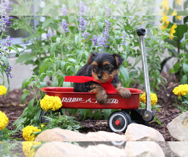 Medium Photo #2 Yorkshire Terrier Puppy For Sale in HUMBOLDT, IL, USA
