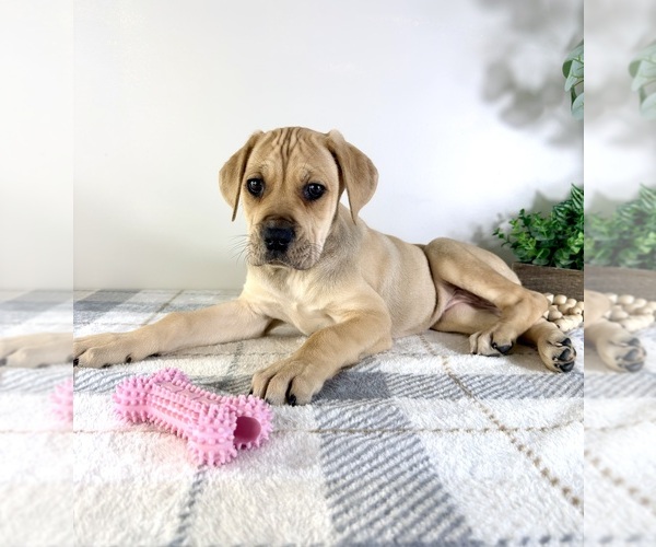 Medium Photo #1 Cane Corso Puppy For Sale in GREENFIELD, IN, USA