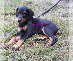 Doberman Pinscher Puppy for sale in GOLDSBORO, NC, USA